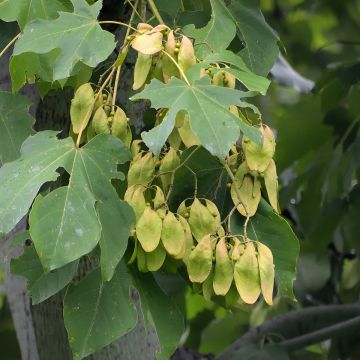 Firmiana simplex - Parasol de la China