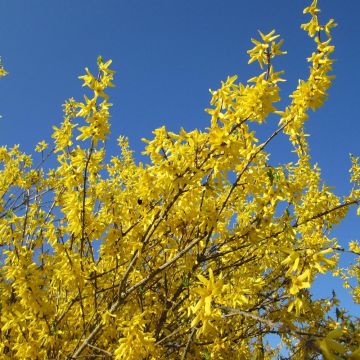 Forsythia intermedia Gold Rausch