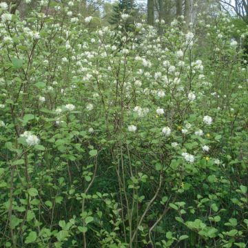 Fothergilla major