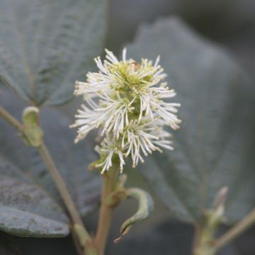 Fothergilla intermedia Blue Shadow