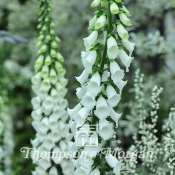 Digitalis purpurea Alba