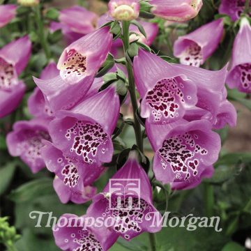 Digitalis purpurea Camelot Lavender