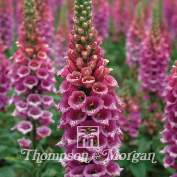 Digitalis purpurea Candy Mountain