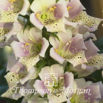 Digitalis purpurea Candy Mountain Peach