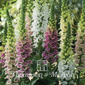 Digitalis purpurea Mountain Mixed