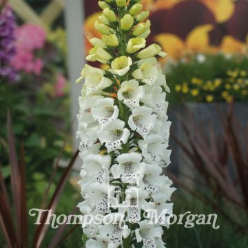 Digitalis purpurea Snowy Mountain