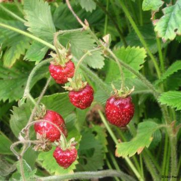 Fresa almizcle - Fragaria moschata