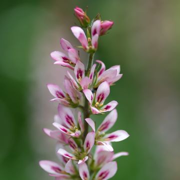 Francoa sonchifolia - Flor nupcial