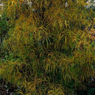 Rhamnus frangula Asplenifolia - Arraclán