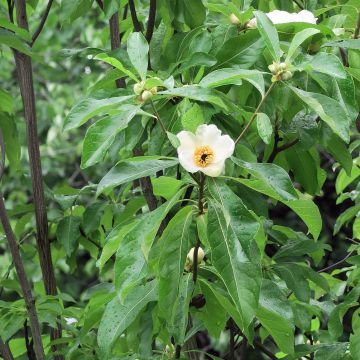 Franklinia alatamaha - árbol de Franklin