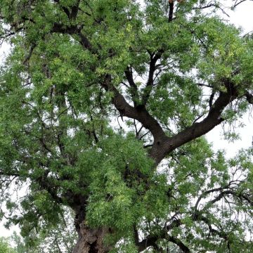 Fresno de hoja estrecha - Fraxinus angustifolia Raywood