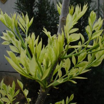 Fresno de hoja estrecha - Fraxinus angustifolia Variegata