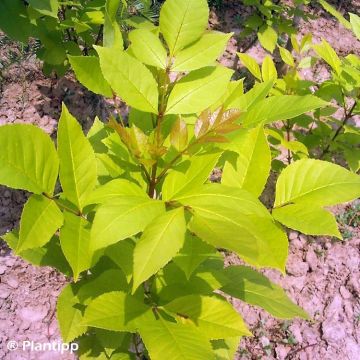 Fresno de China - Fraxinus chinensis Emma's Gold