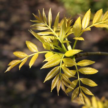 Fresno norteño Foliis Aureis - Fraxinus excelsior