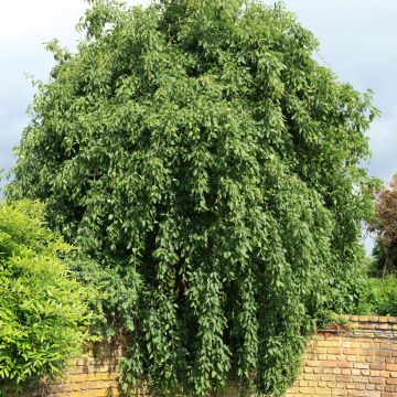 Fraxinus excelsior Heterophylla Pendula - Fresno norteño