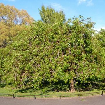 Fresno norteño Pendula - Fraxinus excelsior