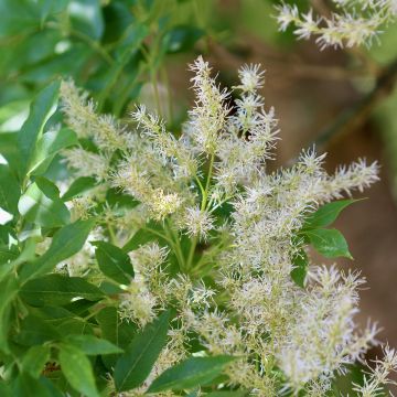 Fraxinus ornus Obelisk - Fresno de flor