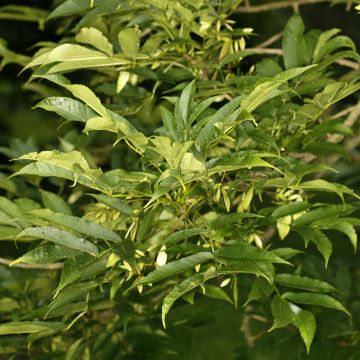 Fraxinus spaethiana  - Spaeth's Ash, Spaeth Ash