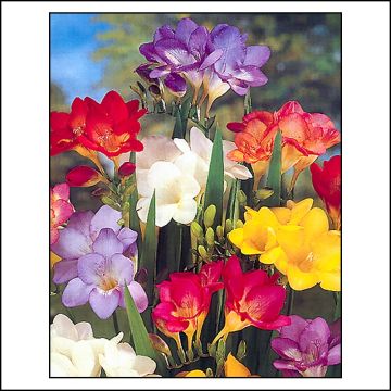 Freesia hybrida Simple Mix