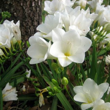 Freesia hybrida Simple White