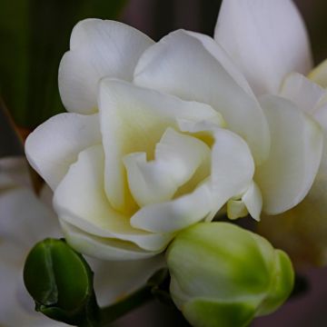 Freesia hybrida White Double