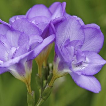 Freesia hybrida Double Blue