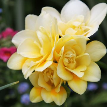 Freesia hybrida Double Yellow