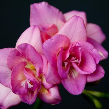 Freesia hybrida Double Rose