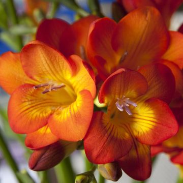 Freesia hybrida Simple Orange