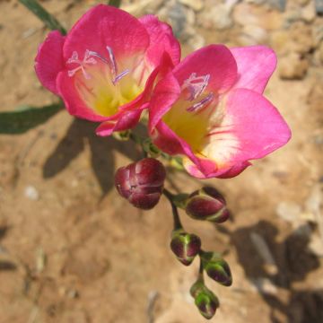 Freesia hybrida Simple Rose