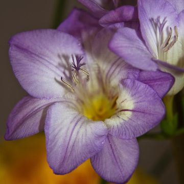 Freesia hybrida Simple Blue