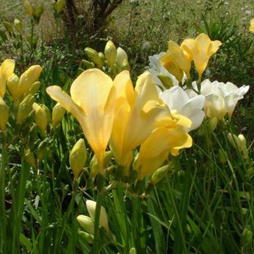 Freesia hybrida Simple Yellow