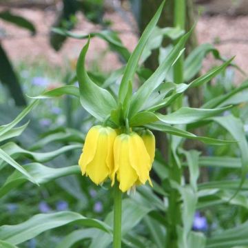 Fritillaria imperialis Lutea - Corona imperial