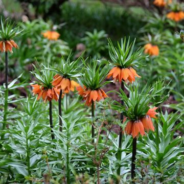 Fritillaire imperialis Sunset - Couronne impériale