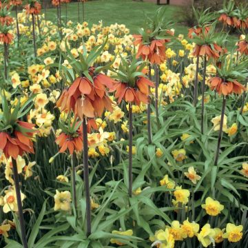 Fritillaria imperialis Orange Beauty - Corona imperial