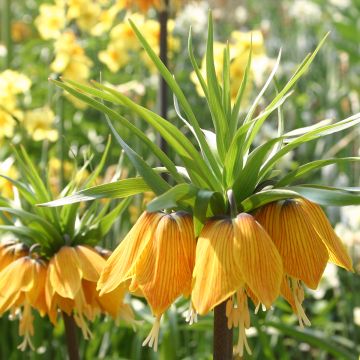 Fritillaria imperialis Striped Beauty - Corona imperial