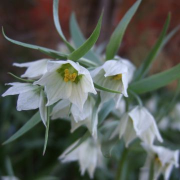 Fritillaria bucharica - Fritilaria de Bujara