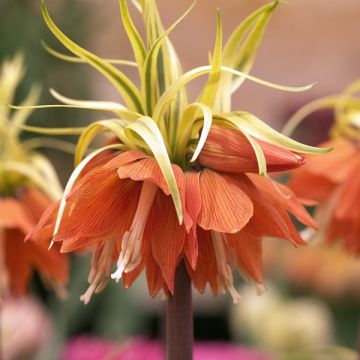 Fritillaria imperialis Aureomarginata - Corona imperial