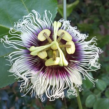 Maracuyá - Passiflora edulis f. flavicarpa