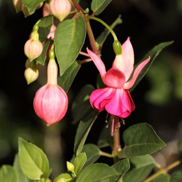 Fucsia Fucsia Bella Rosella