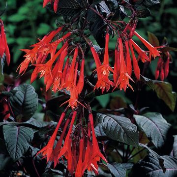 Fucsia triphylla Bush Gartenmeister Bonstedt