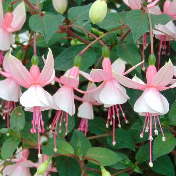 Fucsia Elma-Hendricks