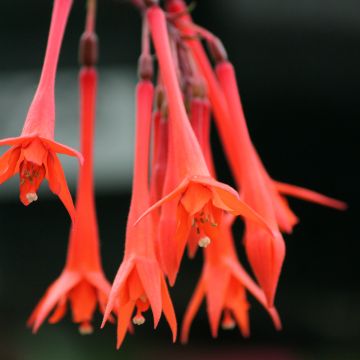 Fucsia triphylla Thalia