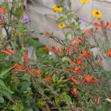 Epilobium angustifolium Dublin