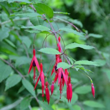 Fucsia magellanica