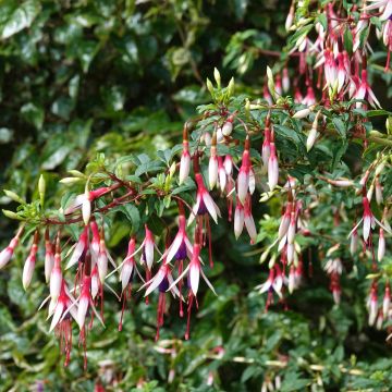 Fucsia magellanica Arauco