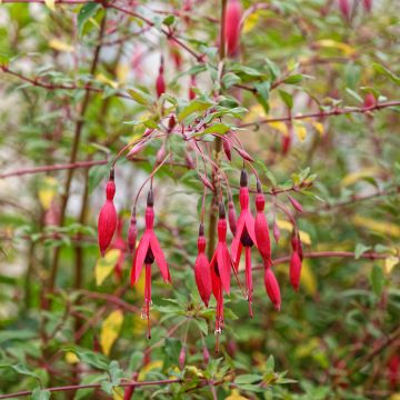 Fucsia magellanica var. gracilis