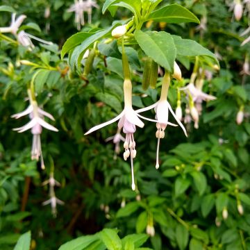 Fucsia magellanica var. molinae