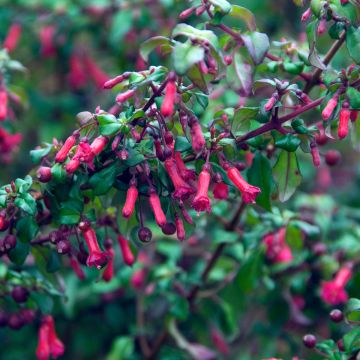 Fucsia microphylla subsp. hemschleiana