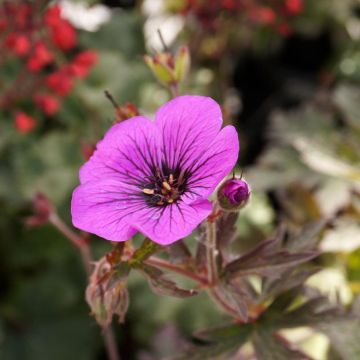 Geranio de prado Dark Eyes - Geranium pratense